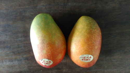 沖縄産のマンゴー.JPG